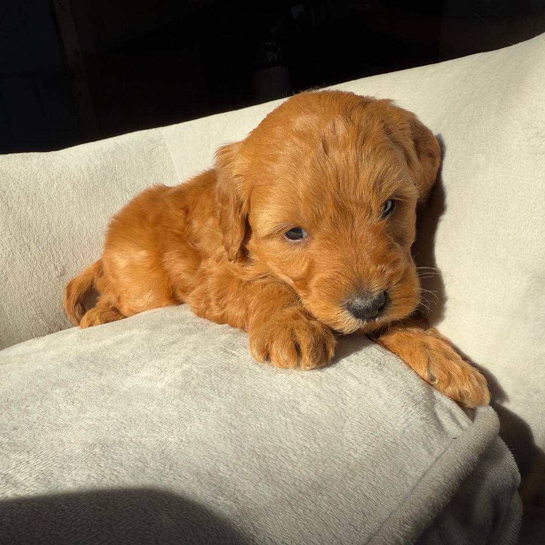 Micro-Goldendoodle-Puppy