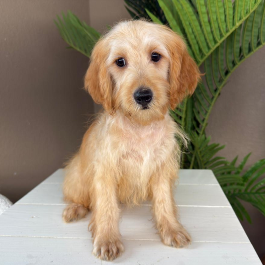 Micro-Goldendoodle-Breeder