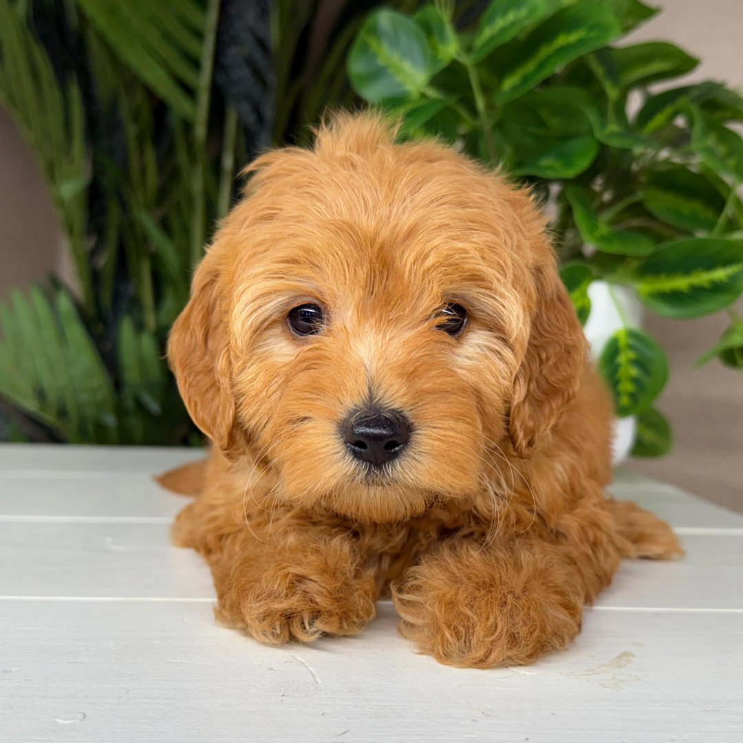 Best-Goldendoodle-Breeder