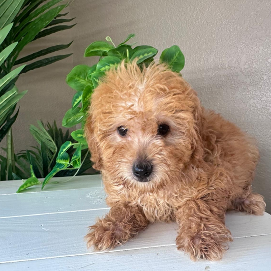 Best-Goldendoodle-Breeder