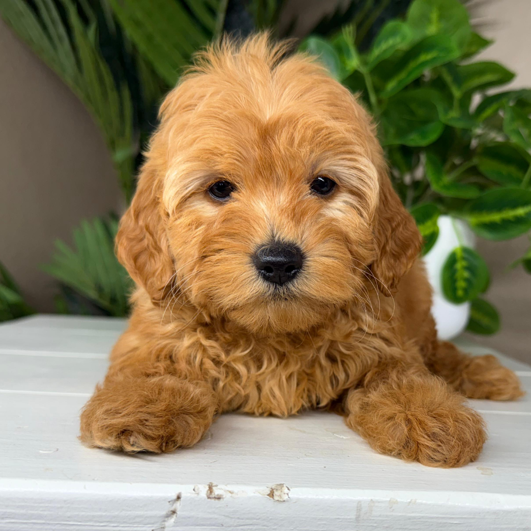 Best-Goldendoodle-Breeder