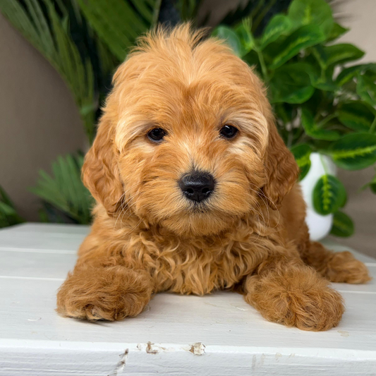 Best-Goldendoodle-Breeder