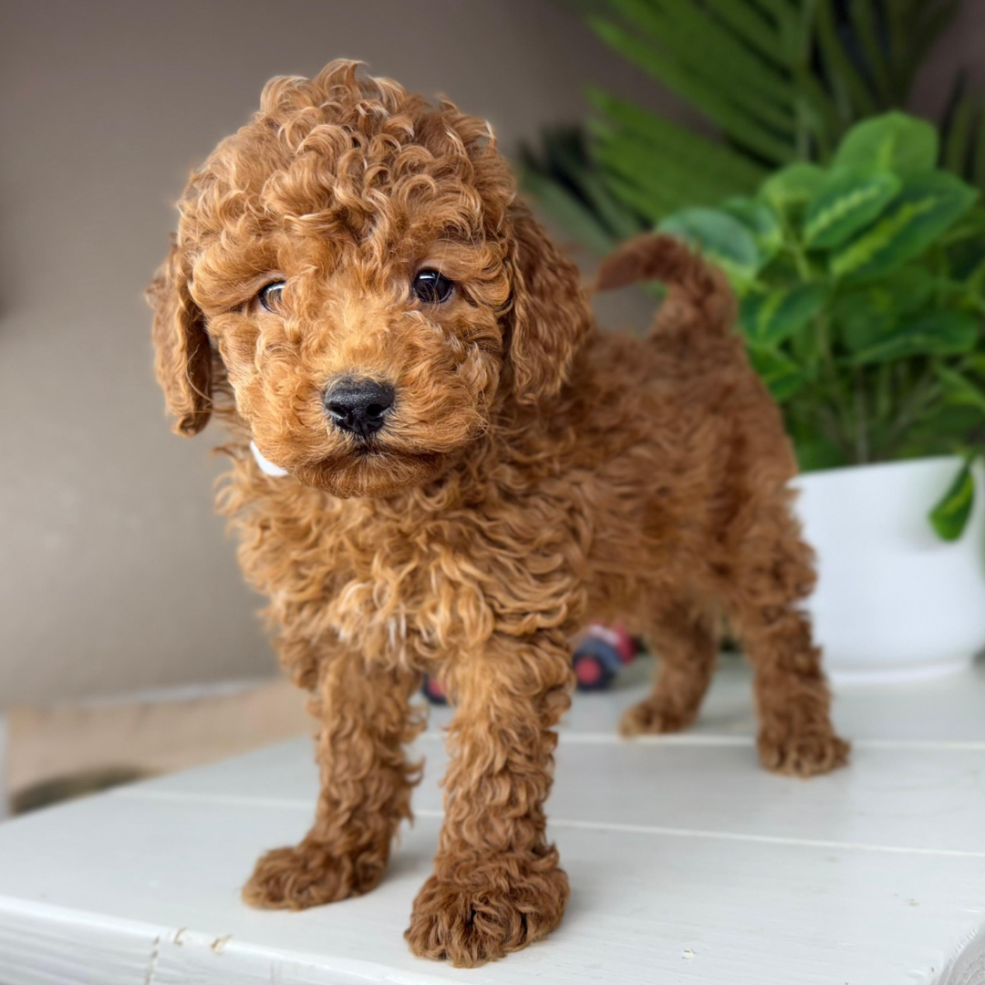 Micro-Goldendoodle-Puppy-For-Sale