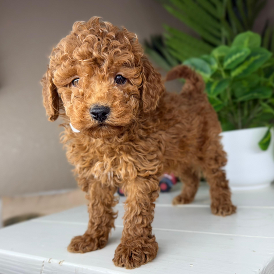 Micro-Goldendoodle-Puppy-For-Sale