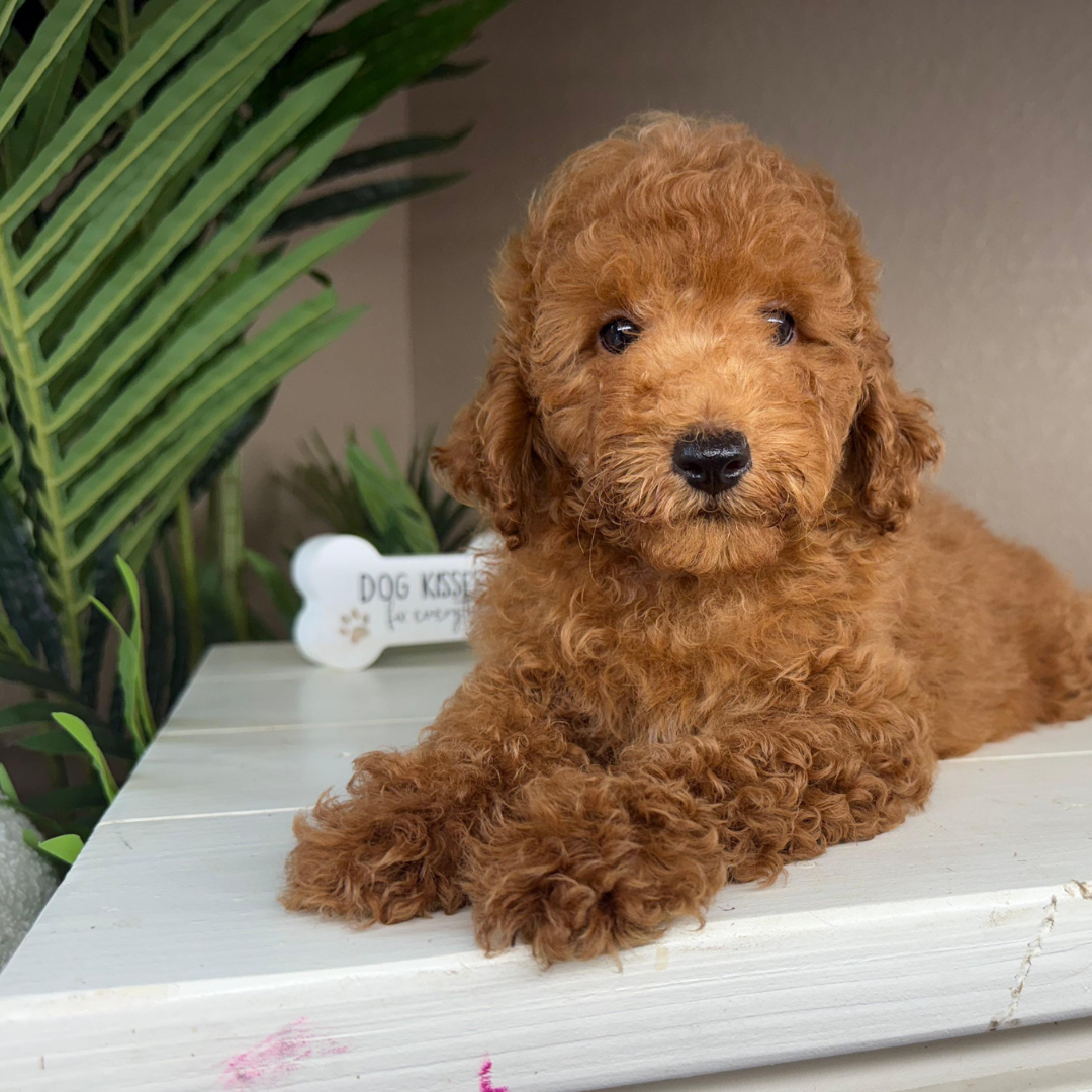 Micro-Goldendoodle-Puppy-For-Sale