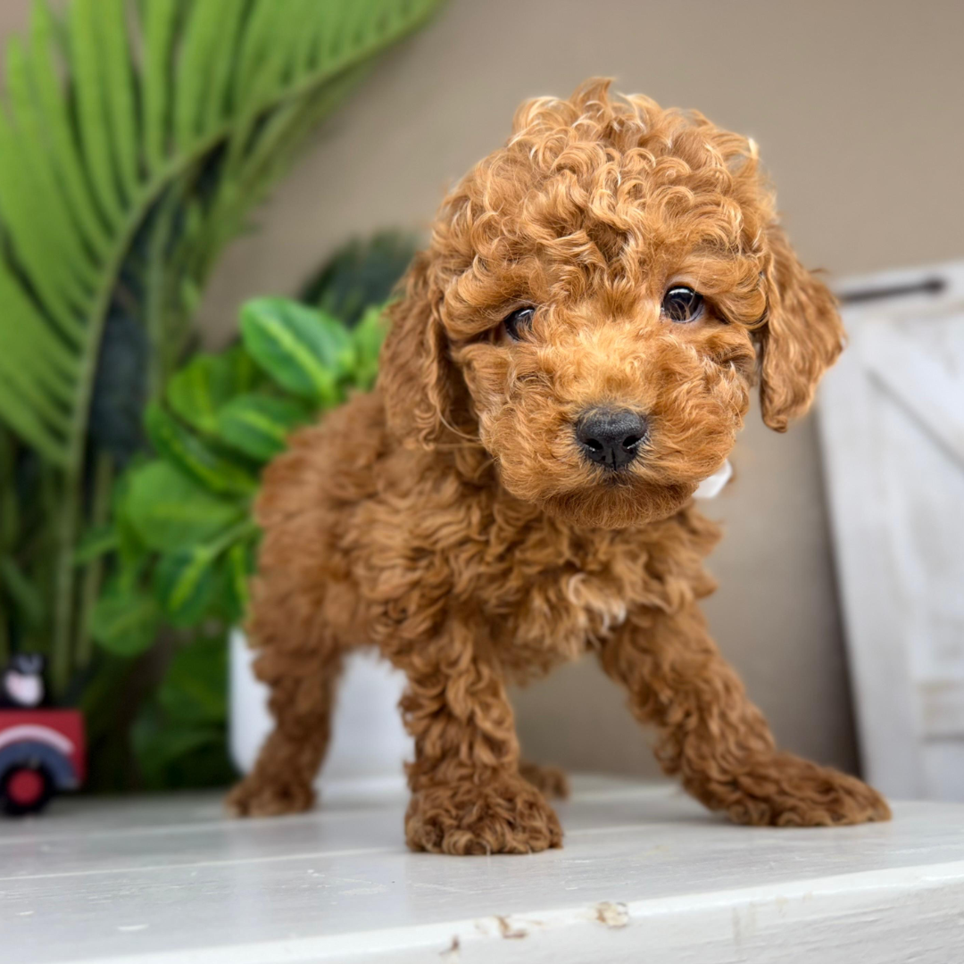 Micro-Goldendoodle-Puppy-For-Sale