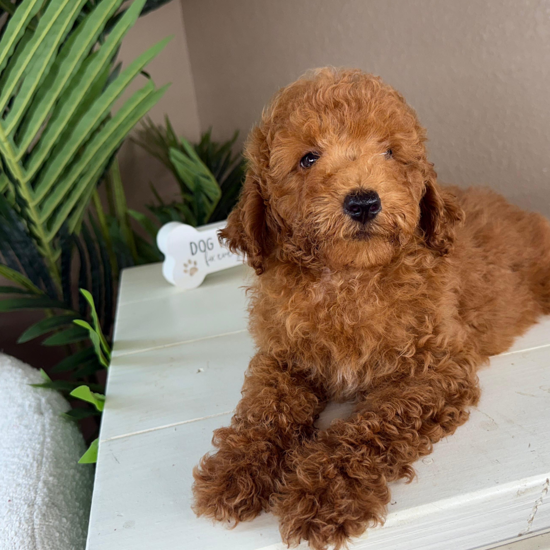 Micro-Goldendoodle-Puppy-For-Sale