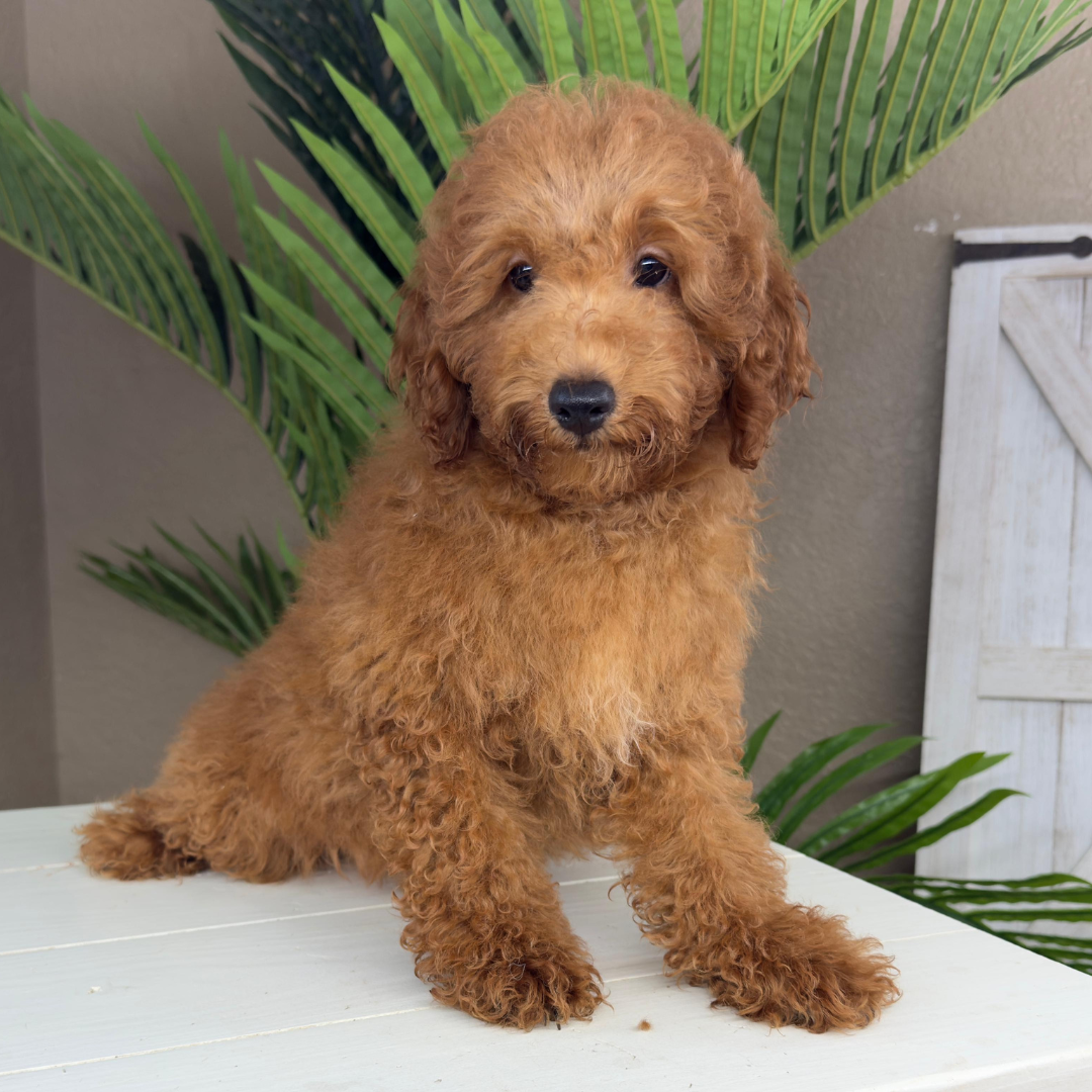 Micro-Goldendoodle-Breeder