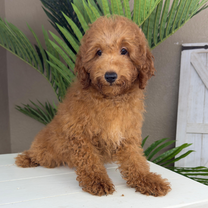 Micro-Goldendoodle-Breeder