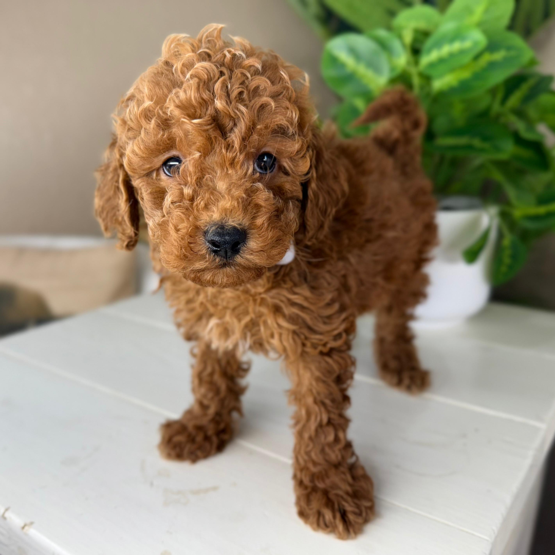 Micro-Goldendoodle-Puppy-For-Sale