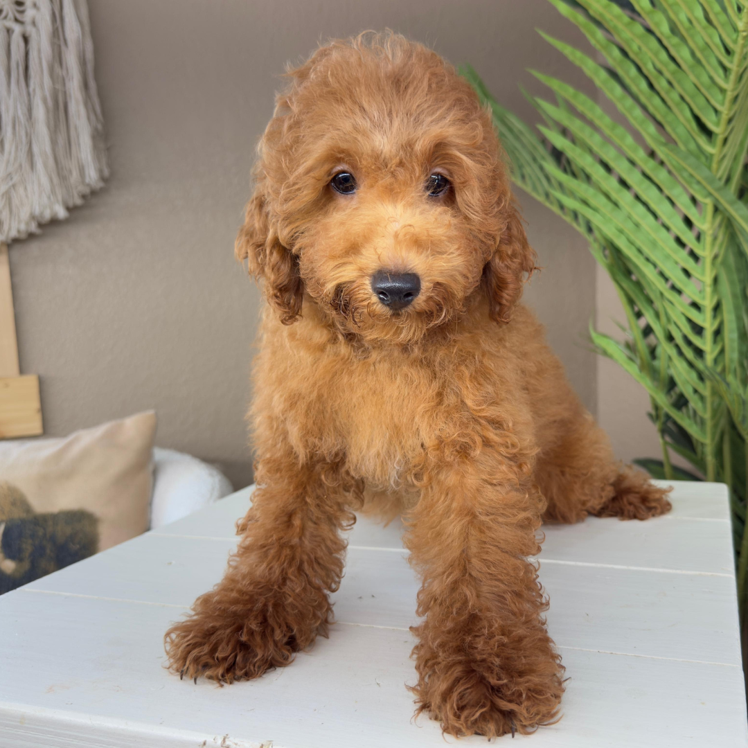 Micro-Goldendoodle-Breeder