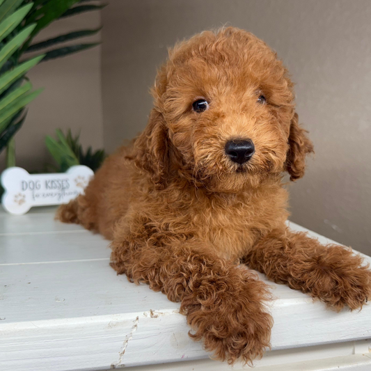 Micro-Goldendoodle-Puppy-For-Sale