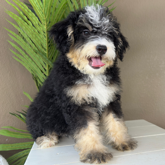 Micro-Bernedoodles