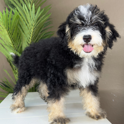 Micro-Bernedoodles