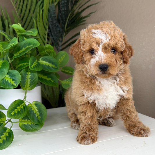 Micro-Goldendoodle-Puppy