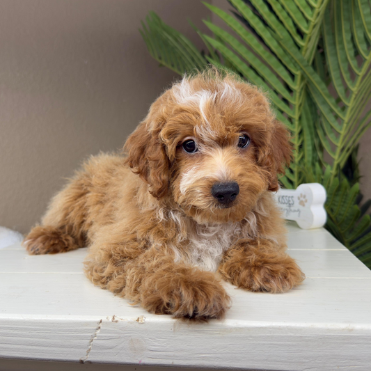 Micro-Goldendoodle-Breeder