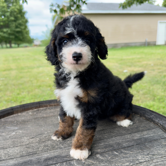 Micro-Bernedoodles
