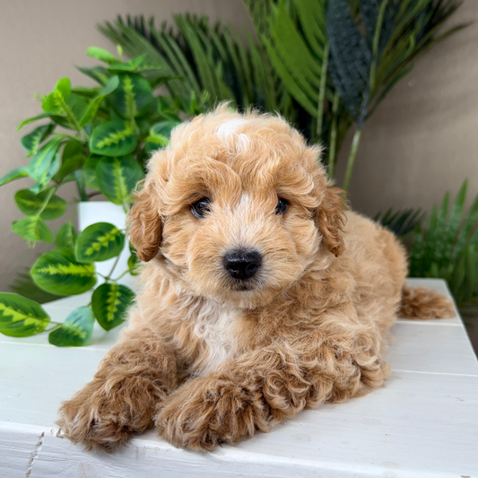 Micro-Goldendoodles