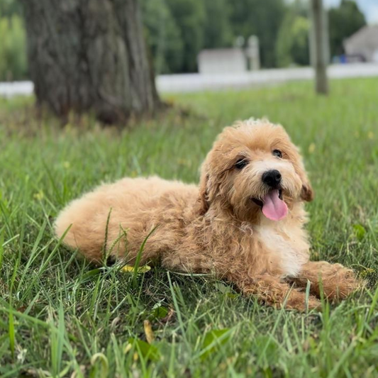 Micro-Goldendoodle-Breeder