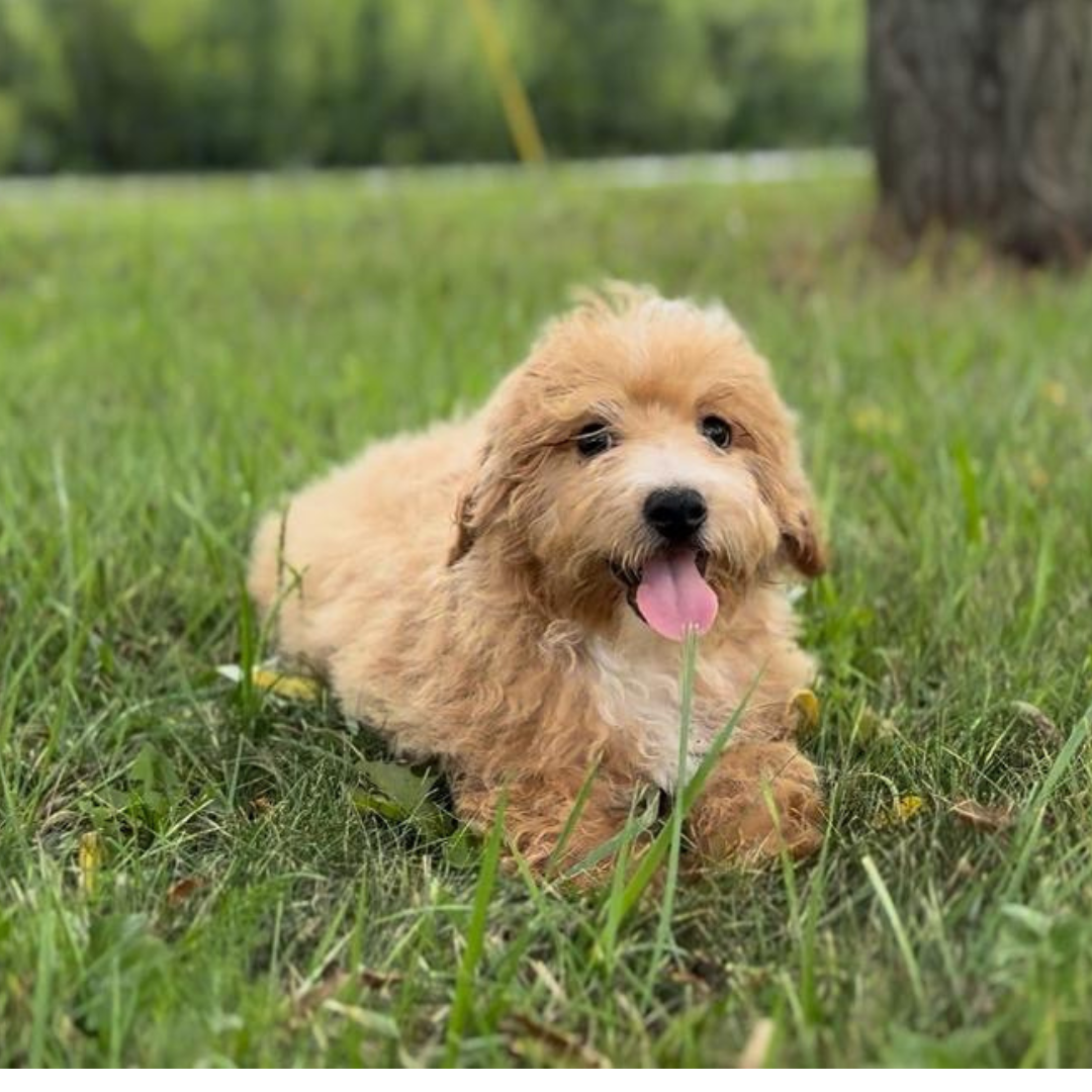 Micro-Goldendoodle-Breeder