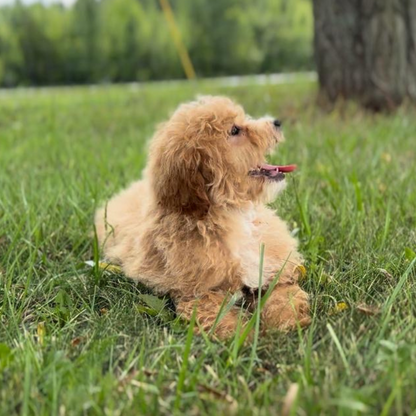 Micro-Goldendoodle-Breeder