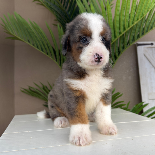 Merle-Bernedoodle