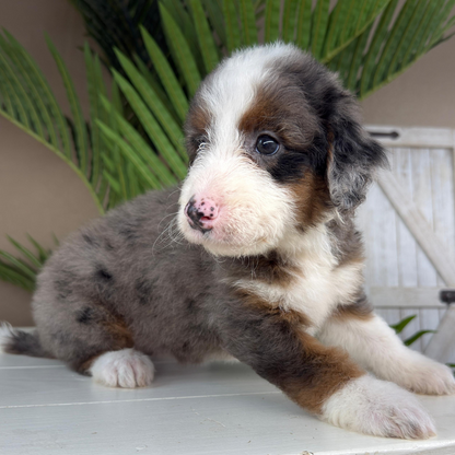 Merle-Bernedoodle