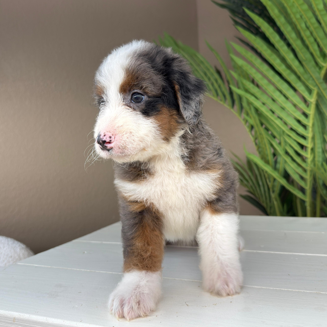 Merle-Bernedoodle