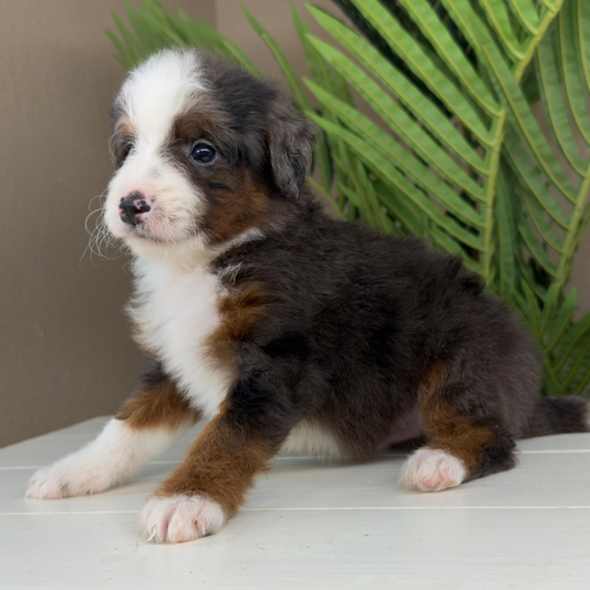 Merle-Bernedoodle