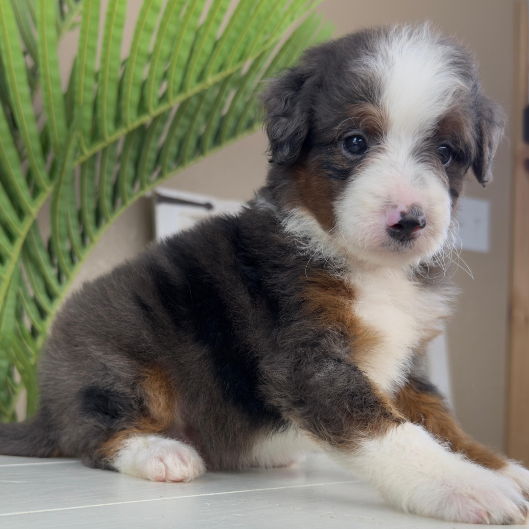 Merle-Bernedoodle