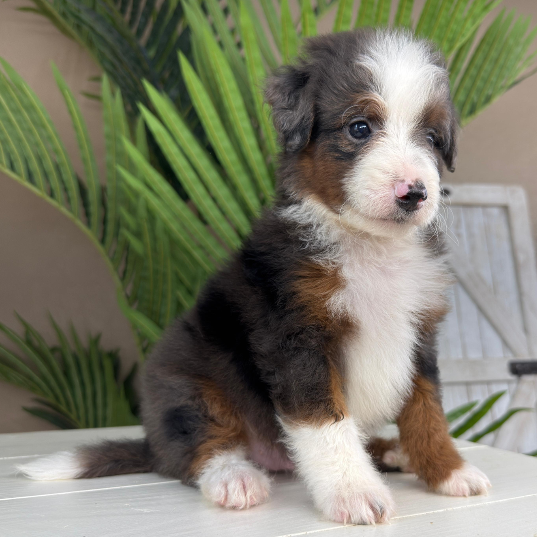 Merle-Bernedoodle