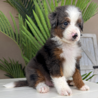 Merle-Bernedoodle