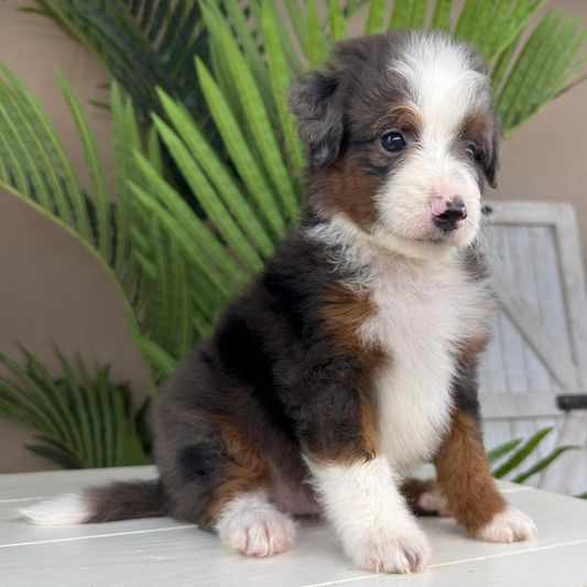 Merle-Bernedoodle