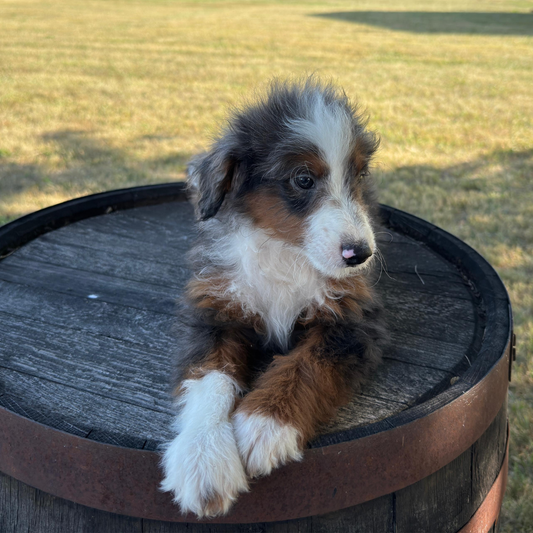 Merle-Bernedoodle