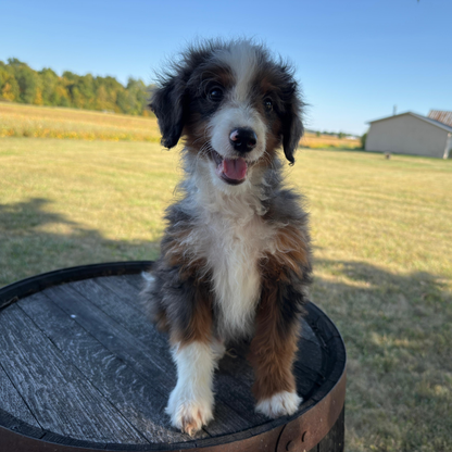 Merle-Bernedoodle