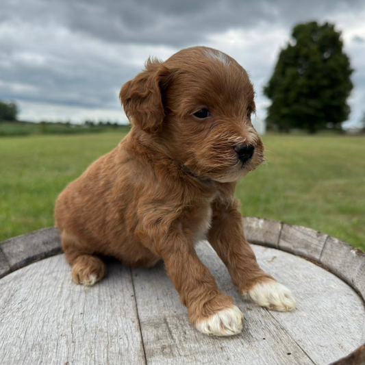 Micro-Goldendoodles