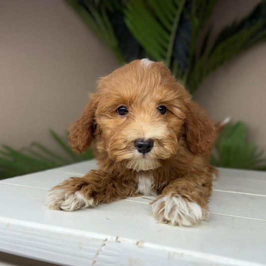 Micro-Goldendoodle-Breeder