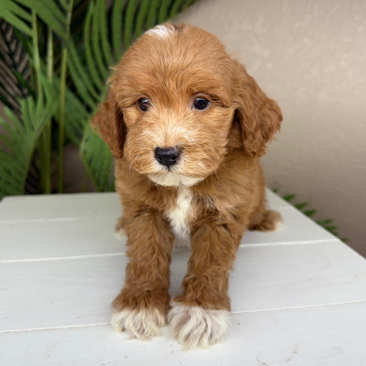 Micro-Goldendoodle-Breeder
