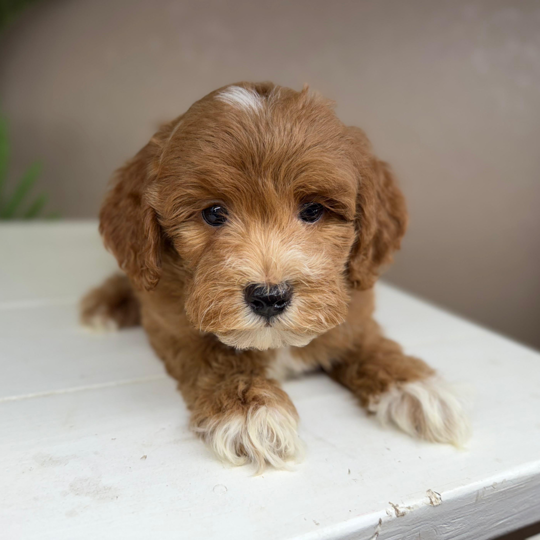 Micro-Goldendoodle-Breeder