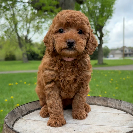 Micro-Goldendoodle-Puppies-For-Sale