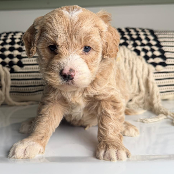 Blue-Eyed-Puppy