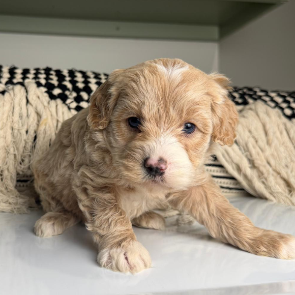 Blue-Eyed-Puppy