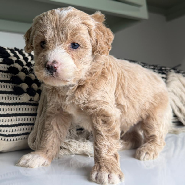 Blue-Eyed-Puppy