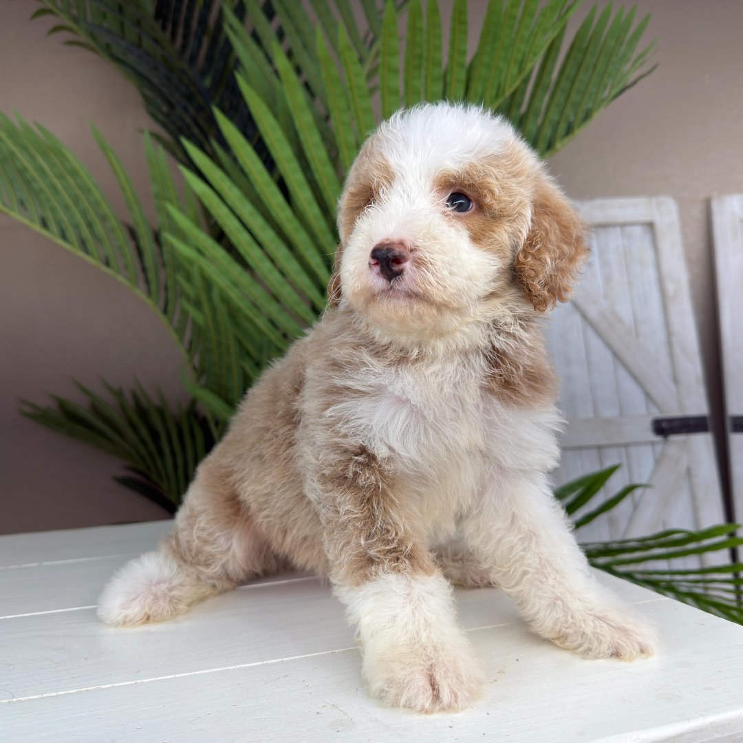 Micro-Bernedoodle-Puppy
