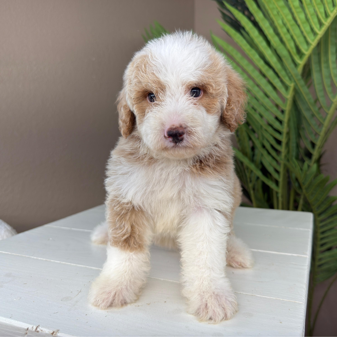 Micro-Bernedoodle-Puppy