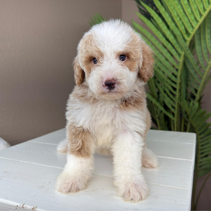 Micro-Bernedoodle-Puppy