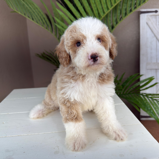 Micro-Bernedoodle-Puppy