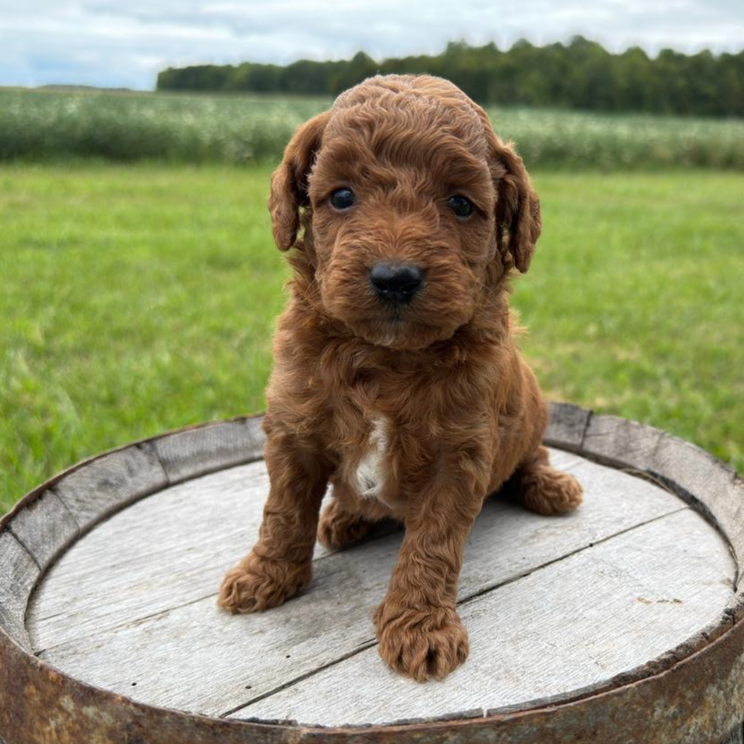 Micro-Goldendoodle