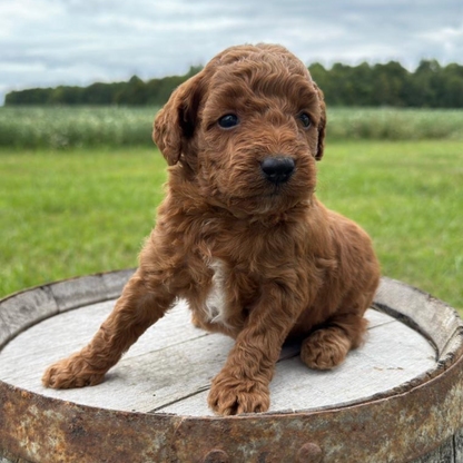 Micro-Goldendoodle