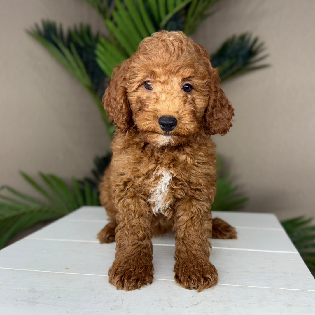Micro-Goldendoodle